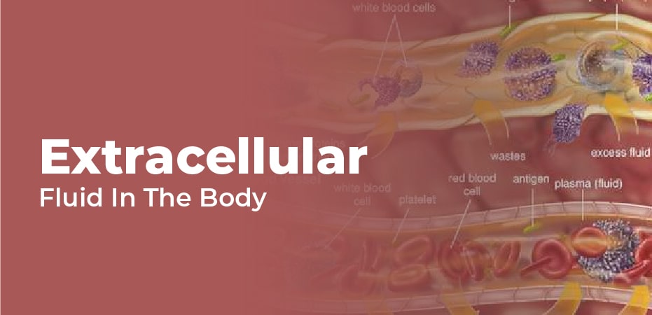 intracellular and extracellular fluid