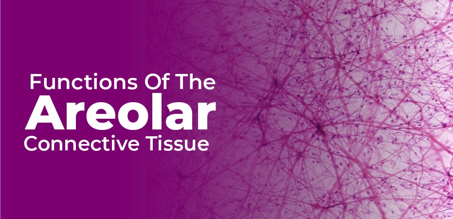 loose areolar connective tissue