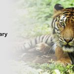 What Does Tertiary Consumer Mean