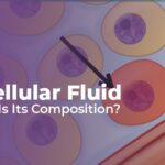 intercellular fluid definition