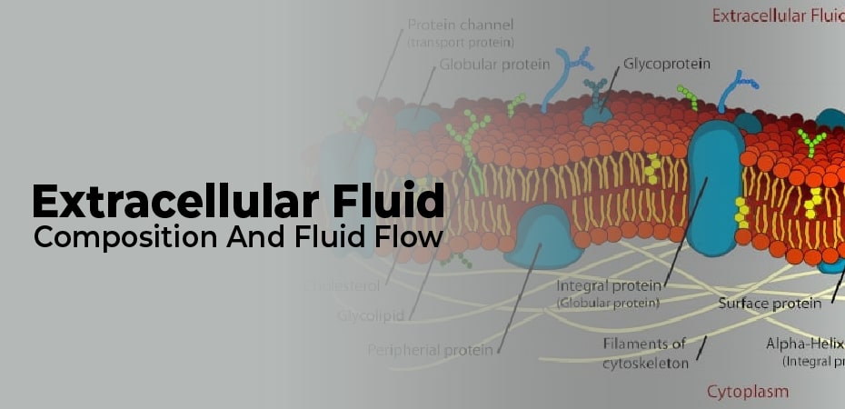 Extracellular Fluid – Composition And Fluid Flow