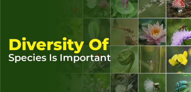 species diversity definition essay