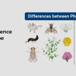 What is the Difference Between Genotype and Phenotype