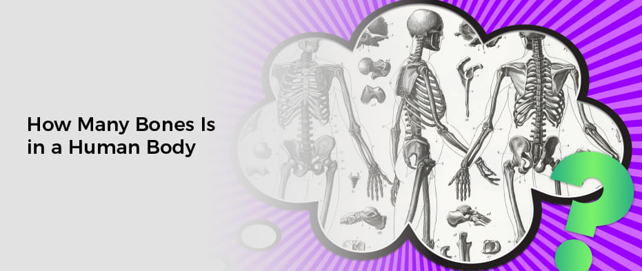 How Many Bones Is in a Human Body