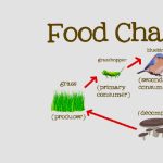 How Does Energy Flow in a Food Chain