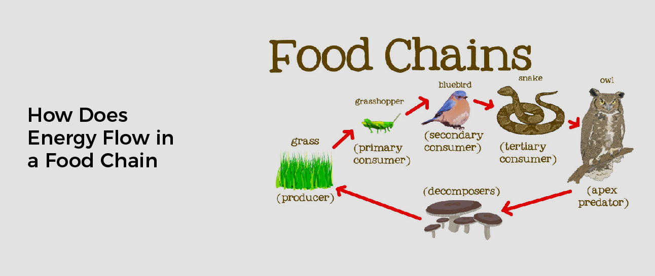 How Does Energy Flow in a Food Chain