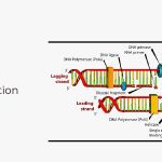 When does DNA replication occur