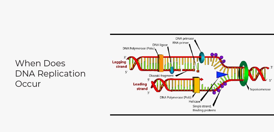 When Does DNA Replication Occur