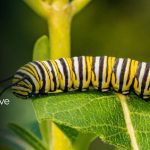 how many legs does a caterpillar have