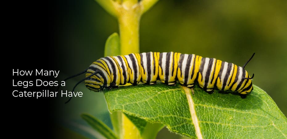 how-many-legs-does-a-caterpillar-have