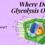 where does glycolysis occur