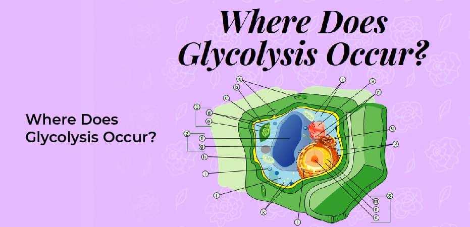 Where Does Glycolysis Occur?