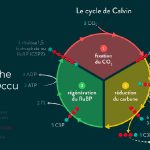 where does the Calvin cycle occur