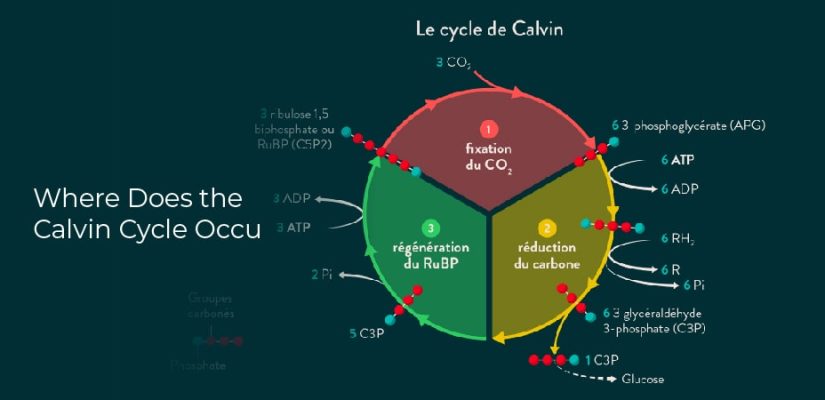 where-does-the-calvin-cycle-occur