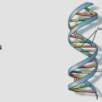 How Many Bases Does DNA Have