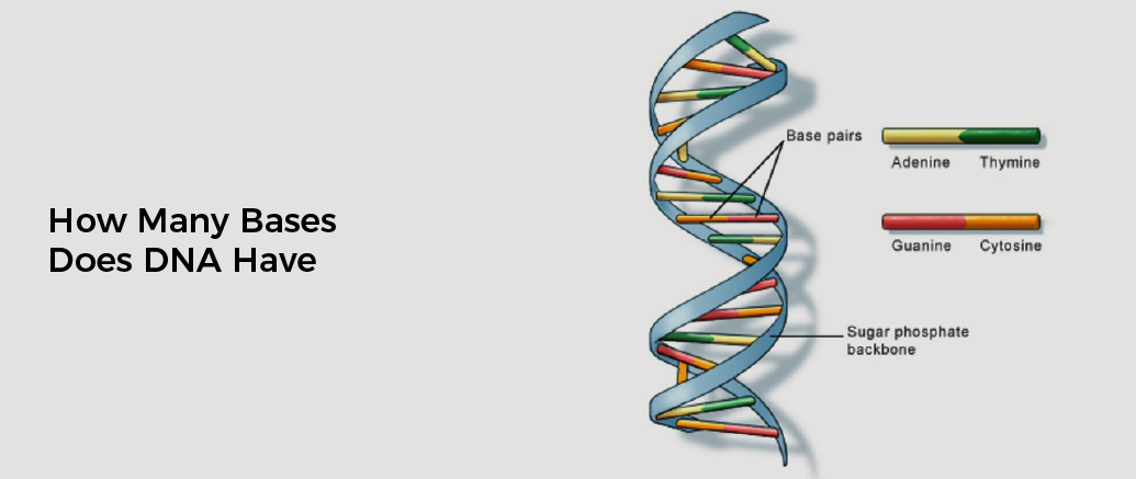 How Many Bases Are There In Dna