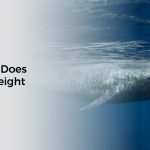 How Many Tons Does a Blue Whale Weight