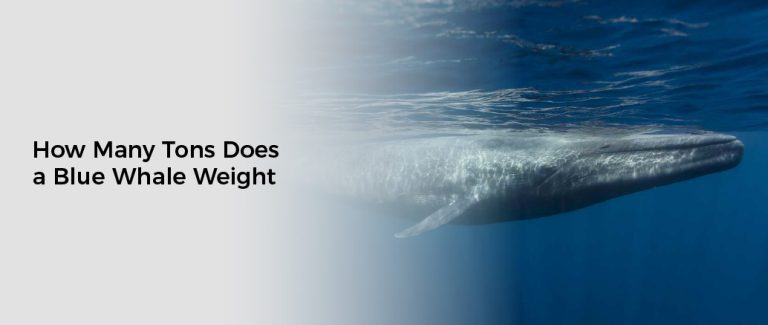 how-many-tons-does-a-blue-whale-weight