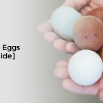 How Much Does Eggs Cost [Helpful Guide]