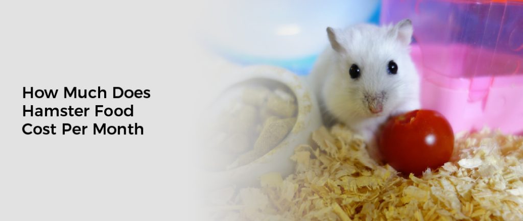 How Much Does Hamster Food Cost Per Month