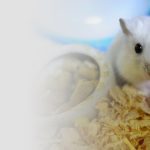 How Much Does Hamster Food Cost Per Month
