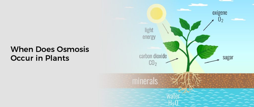 When Does Osmosis Occur in Plants