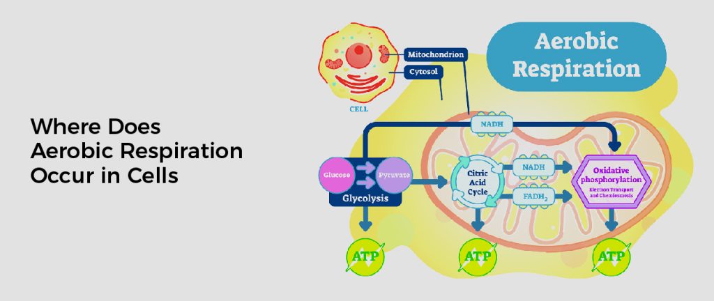 Where Does Aerobic Respiration Occur in Cells