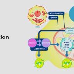 Where Does Aerobic Respiration Occur