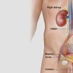 how does urine leave the body