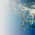 how fast does a shark swim