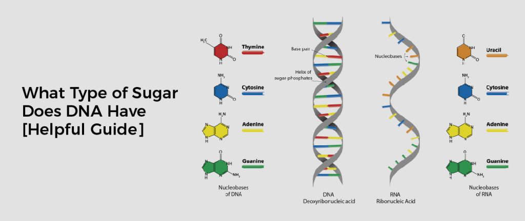 What Type of Sugar Does DNA Have [Helpful Guide]