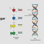 what type of sugar does DNA have