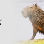 What Does Raton Mean in Spanish