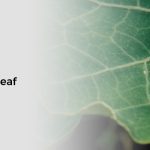 What Does the Cuticle Do in a Leaf