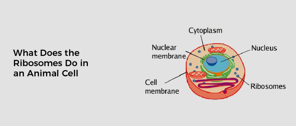 What Does The Ribosomes Do In An Animal Cell