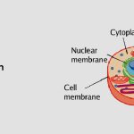 What Does the Ribosomes Do in an Animal Cell