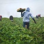 Unveiling Careers in Farming, Seeds, and Milling
