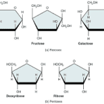 What Are the Monomers of Carbohydrates