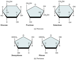 What Are the Monomers of Carbohydrates? Exploring the Building Blocks of Carbohydrate Molecules